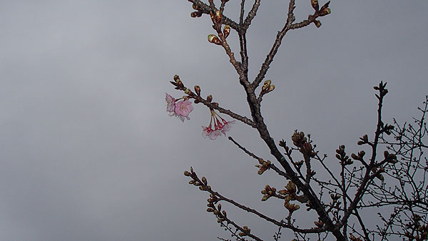 河津桜